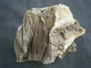 Pflanzenfossilien auskristallisiert, Messel