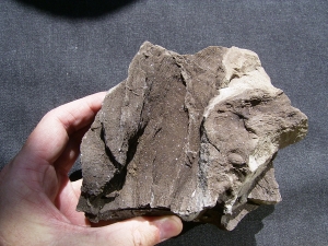 Pflanzenfossilien auskristallisiert, Messel