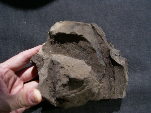 Pflanzenfossilien auskristallisiert, Messel
