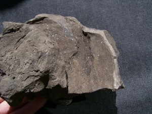 Pflanzenfossilien auskristallisiert, Messel