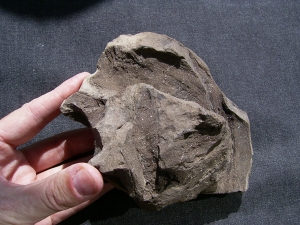 Pflanzenfossilien auskristallisiert, Messel