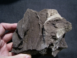 Pflanzenfossilien auskristallisiert, Messel