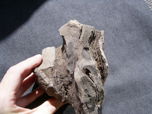 Pflanzenfossilien auskristallisiert, Messel