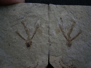 Fliegender Fisch Exocoetoides