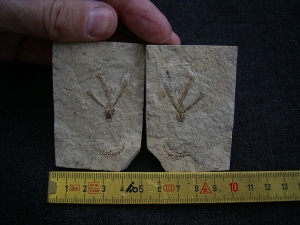 Fliegender Fisch Exocoetoides