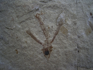 Fliegender Fisch Exocoetoides