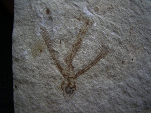 Fliegender Fisch Exocoetoides