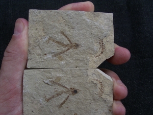 Fliegender Fisch Exocoetoides