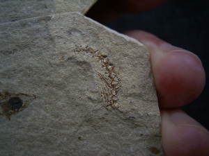 Fliegender Fisch Exocoetoides