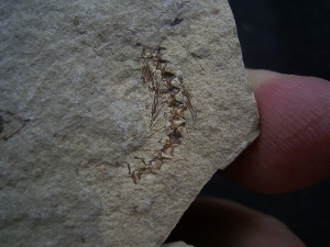 Fliegender Fisch Exocoetoides