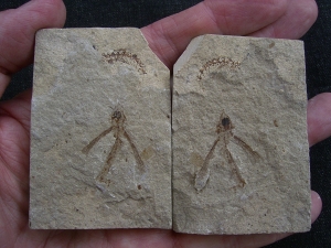 Fliegender Fisch Exocoetoides