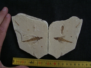 Fliegender Fisch Exocoetoides