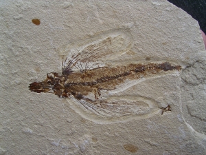 Fliegender Fisch Exocoetoides