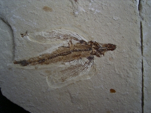 Fliegender Fisch Exocoetoides