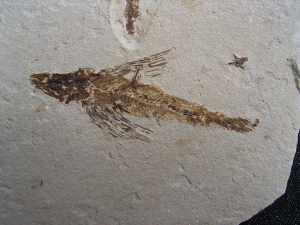 Fliegender Fisch Exocoetoides