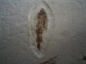 Fliegender Fisch Exocoetoides