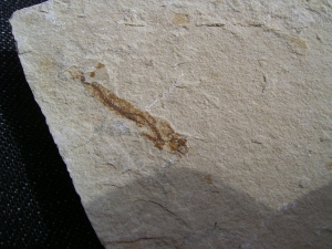 Fliegender Fisch Exocoetoides