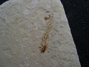 Fliegender Fisch Exocoetoides