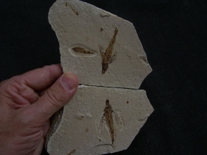 Fliegender Fisch Exocoetoides