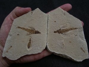 Fliegender Fisch Exocoetoides