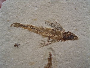 Fliegender Fisch Exocoetoides