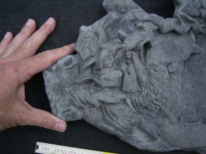 Devon-Panzerfisch Drepanaspis