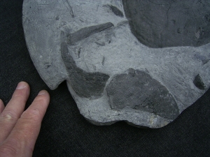 Devon-Panzerfisch Drepanaspis