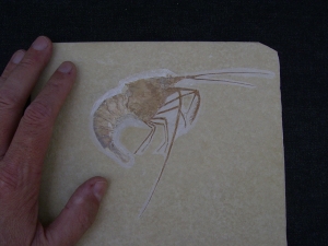 Aeger - Krebs aus Solnhofen