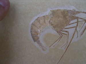 Aeger - Krebs aus Solnhofen