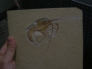 Aeger - Krebs aus Solnhofen