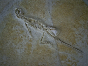 Brückenechse aus Eichstaett