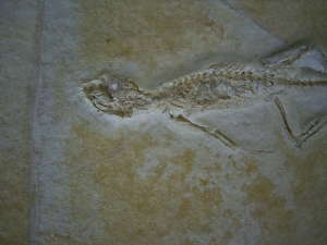 Brückenechse aus Eichstaett