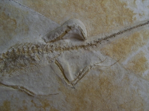 Brückenechse aus Eichstaett