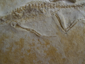 Brückenechse aus Eichstaett