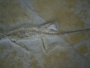 Brückenechse aus Eichstaett