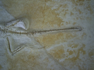 Brückenechse aus Eichstaett