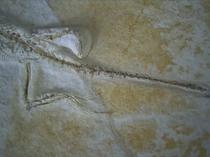 Brückenechse aus Eichstaett