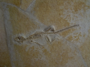 Brückenechse aus Eichstaett