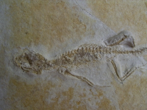 Brückenechse aus Eichstaett