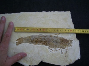 Antrimpos undenarius, Nusplingen