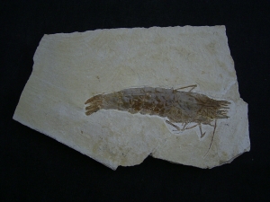 Antrimpos undenarius, Nusplingen