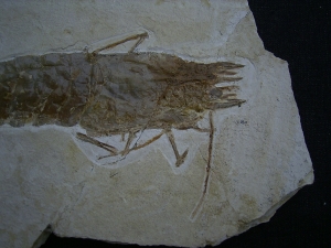 Antrimpos undenarius, Nusplingen