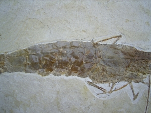 Antrimpos undenarius, Nusplingen