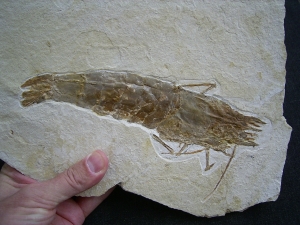 Antrimpos undenarius, Nusplingen