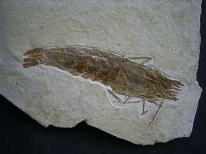 Antrimpos undenarius, Nusplingen