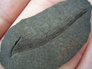 Carboniferous shark fin