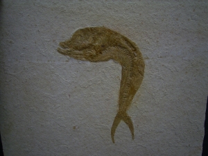 Anaethalion, Solnhofen