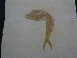 Anaethalion, Solnhofen