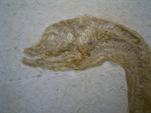 Anaethalion, Solnhofen