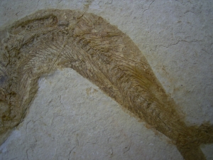 Anaethalion, Solnhofen